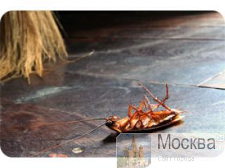8 (977) 342-10-45, �������� ������ ���������� ������. ���������� ��������� ���������. ������