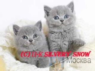       Silvery Snow 