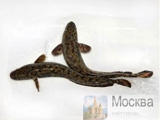 ������� ������ ������ ������