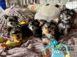 ����������� ������ ����, ���� �������� ������